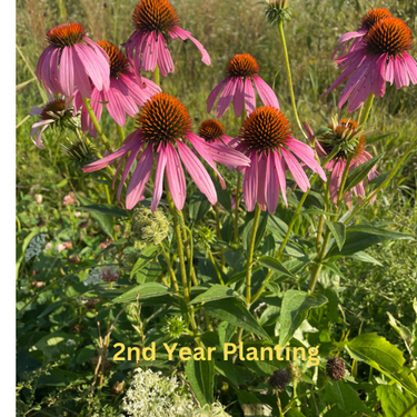 Bee Feed Flower Mix